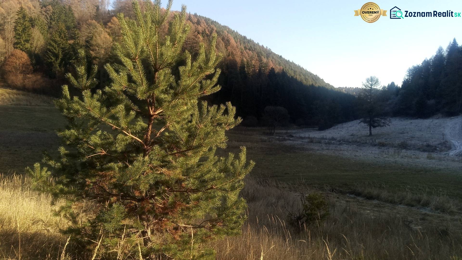 BRIEŠTIE- Hadviga lesný trávnatý pozemok 13 710 m2, vhodný na usadlosť - Na obrázku je ihličnatý strom na slnečnom poľnohospodárskom a lesnom pozemku.