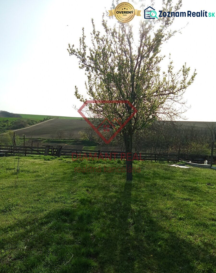 Na predaj stavebný pozemok 3655 m2 Zemianske Sady okr. Galanta  - Strom na záhrade rodinného domu v Zemianskych Sadoch na Zemianskej ulici.