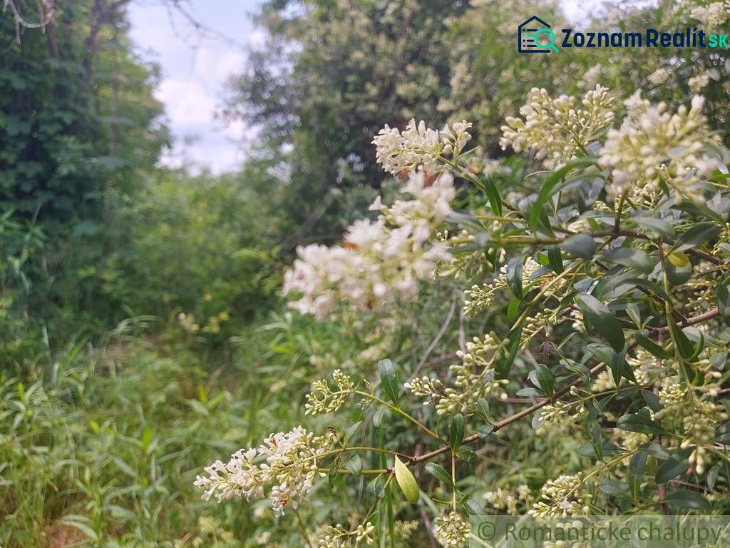 Fotografia 8