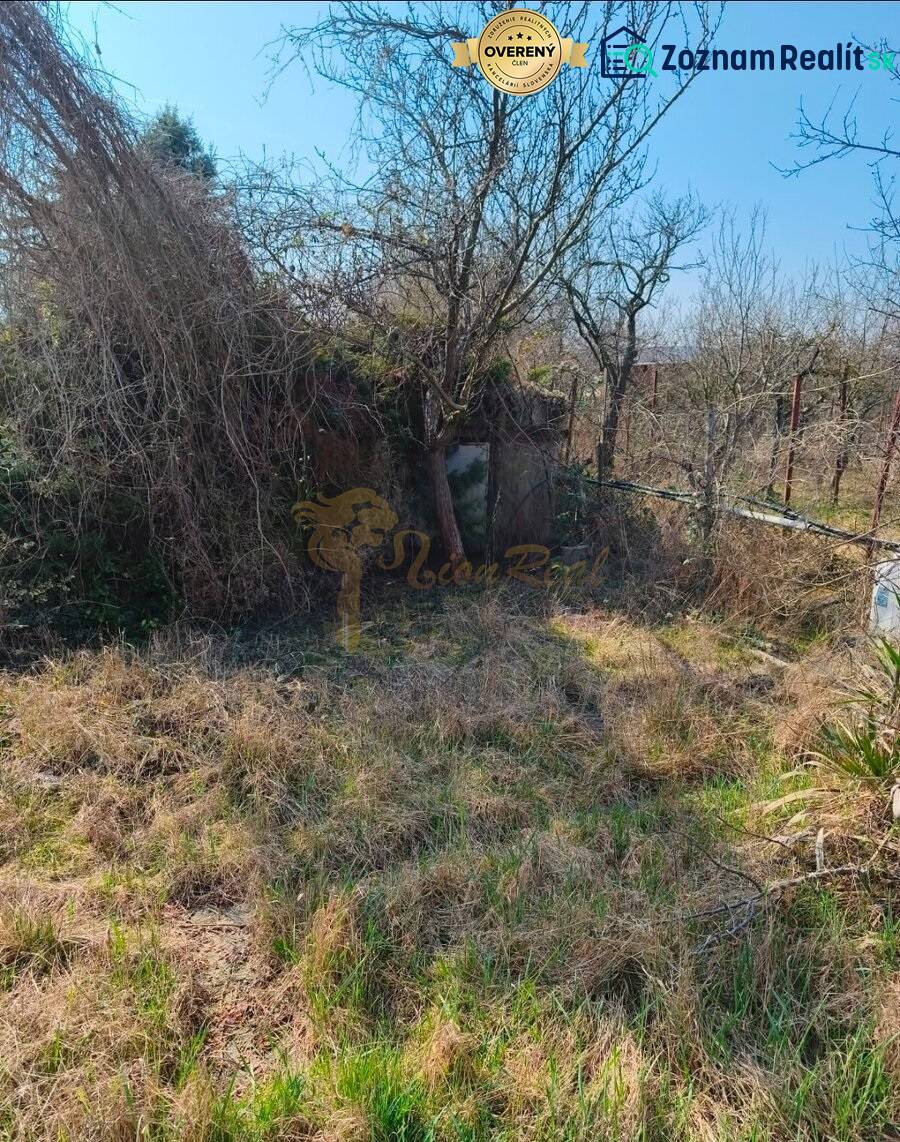 Záhrada na Žabom majeri, Rača - Zarastené záhrady v Bratislave - Rači na Žabom majeri, plné divokej vegetácie a stromov.