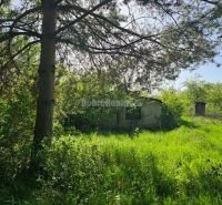 Jedinečný pozemok pod lesom v obci Sokolovce 675m2 – tiché miesto s ve - Strom s hustou korunou poskytuje tieň na trávniku v záhradách v Sokolovciach.