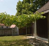 Chalúpka v typickom štýle Záhoria, pod starou lipou! - Rodinný dom v Borskom Svätom Jure s dvorom, viničová pergola a plot.