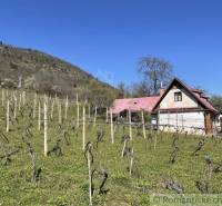 Rozsiahla vinica s historickou chatou v Slovenskom krase - Chata s červenou strechou obklopená vinicou, kopce na obzore. Zvláštne nehnuteľnosti.