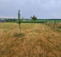 Predáme investičný pozemok, 633 m2, Nitra - Párovské Háje - Rozľahlé pozemky na bývanie v Nitre s mladými stromami a oplotením.