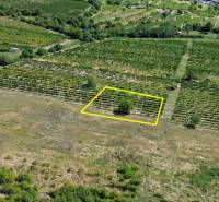 Stavebný pozemok 545m2 | Fongy - Rača - Letecký pohľad na vinice v Bratislave-Rači určené na pozemky - bývanie.