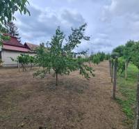 Na predaj pekný ,slnečný pozemok Moča ! - Záhrada v Moči s ovocnými stromami, budovy na pozadí a zamračenou oblohou.
