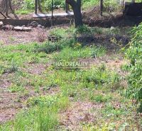 Predaj, pozemok pre rodinný dom   1364 m2 Dolné Orešany - Zeleň, strom a plot na pozemku na bývanie v Dolných Orešanoch.