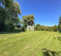 Rodinný dom s krásnym veľkým pozemkom ( stavebným) - Nové Sady - Trávnatá záhrada pri rodinnom dome v Nových Sadoch s vysokými stromami v pozadí.