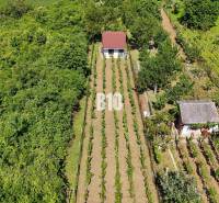 Vinica na skok od Nitry + chata - 590 m2 - Vinice v Nitre s dvoma domčekmi obklopené bohatou zeleňou a pravidelnými radmi viniča.