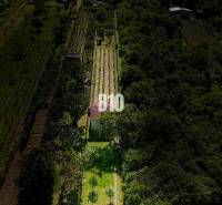 Vinica na skok od Nitry + chata - 590 m2 - Vinice pri Nitre obklopené zeleňou s malou budovou na pozemku.