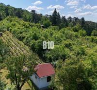 Vinica na skok od Nitry + chata - 590 m2 - Vinice v okolí Nitry obklopené zelenými lesmi a malou záhradnou chatkou.