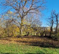 Vidiecky dom v Zemplínskej Teplici - Stromy a lístie na záhrade rodinného domu na Okružnej ulici v Zemplínskej Teplici.