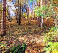 Útulná chata polosamota Tále Nízke Tatry - Jesenný lesný pohľad v okolí Chaty v Bystrej na Táľoch.