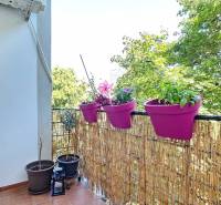 PRIESTRANNÝ 2.IZB. BYT - PIVNICA, LODŽIA - DOBROVSKÉHO, STARÉ MESTO - Balkón s kvetináčmi a výhľadom do zelene, 2-izbový byt.