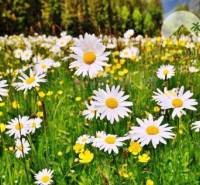 Vám ponúka na PREDAJ pozemok v obci Čalovec 11  - Logo Reality Komplex s kvetinovým pozadím a zlatým detailom zastrešuje realitnú kanceláriu.