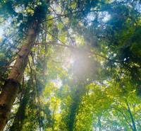 4 izbová celoročná chata v Kučišdorfskej doline na predaj - Slnečné lúče prerážajú cez hustý zelený les v Kučišdorskej doline v Pezinku.