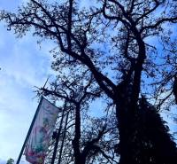 Prenájom kancelárskych priestorov, ul. Gen. M. R. Štefánika, Trenčín - Strom na M.R. Štefánika v Trenčíne; štítok overenej kancelárskej kvality.