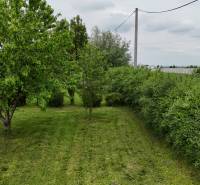 Veľký priestranný pozemok o rozlohe 7445 m2, Jelka  - Záhrada rodinného domu v Jelke na Slanej doline s udržiavaným trávnikom a stromami.