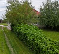 Veľký priestranný pozemok o rozlohe 7445 m2, Jelka  - Záhrada rodinného domu na Slanej doline v Jelke s bujnou zeleňou a príjazdovou cestou.