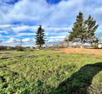 Predaj, pozemok pre rodinný dom   2184 m2 Ondrejovce... - Trávnatý pozemok s ihličnatými stromami v Ondrejovciach, ideálny pre bývanie.