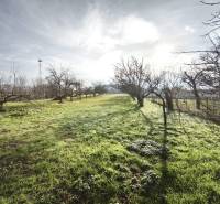Rodinný dom - Lúčnica nad Žitavou  - Záhrada pri rodinnom dome v Lúčnici nad Žitavou so stromami a trávnatým porastom.