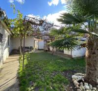 V exkluzívnom zastúpení majiteľa ponúkame na predaj rodinný dom - Záhrada rodinného domu na Hlavnej ulici v Zavare s palmou a viničom.