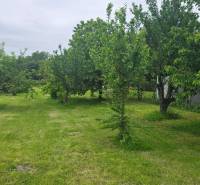 Prenájom záhrady v Dolnej Strede - Stromy a trávnik v záhradách v Dolnej Strede vytvárajú zelenú oázu pokoja.