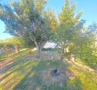 Rodinný dom s veľkým pozemkom v Kolárove –  na bývanie, podnikanie - Záhrada rodinného domu v Kolárove s ovocnými stromami a trávnatou plochou.