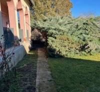 Prízemný rodinný dom v Tomášovciach  - Rodinný dom v Tomášovciach s predzáhradkou a veľkým stromom pri chodníku.