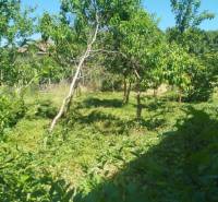 Rodinný dom s prístavbou na  podnikanie – Tešedíkovo - Záhrada rodinného domu v Tešedíkove, obklopená stromami a trávou pod jasnou oblohou.