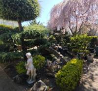 Predaj RD v Šali s bazénom - Záhrada rodinného domu v Šali s sochou, upravenými kríkmi a kvitnúcimi stromami.