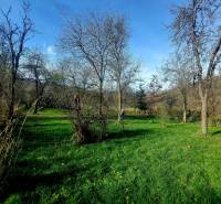 NA PREDAJ rodinný dom - Lehota nad Rimavicou - Zeleň záhrady vedľa rodinného domu s kvitnúcimi stromami a jasnou oblohou.