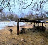 Pekný stavebný pozemok v obci Krásnohorské Podhradie - Pozemky - bývanie na Mierovej ulici v Krásnohorskom Podhradí so psom a ovcami pod prístreškom.