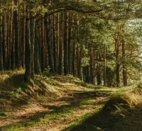 Boľ – 1.367 m2 LESNÉ POZEMKY - 1.webp