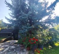 Ponúkame na predaj záhradný domček - Jasová - Záhrada pri rodinnom dome v Jasovej so stromom, kvetmi a vydláždenou cestičkou.