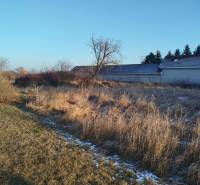 Pozemok pre rodinný dvojdom v centre Galanty – Hody - Pozemky na bývanie na Hodskej ulici v Galante s trávnatým porastom a niekoľkými kríkmi.