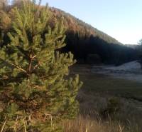 BRIEŠTIE- Hadviga lesný trávnatý pozemok 13 710 m2, vhodný na usadlosť - Na obrázku je ihličnatý strom na slnečnom poľnohospodárskom a lesnom pozemku.