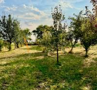 POZEMKY - ZÁHRADY OD 12.780€ | BLESOVCE  - Ovocné stromy v záhrade na pozemku pre bývanie v Blesovciach, blesovce.