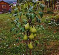 Pozemok na výstavbu rodinného domu, Narcisova ul., Nitra - Zobor - Záhrada na Narcisovej ulici v Nitre s hruškami, vhodná pre Pozemky - bývanie.