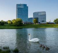 Prenájom kancelárií v biznis centre Lakeside Park, Nové Mesto - Jazero s rodinou labutí pred kanceláriami na Tomášikovej ulici v Bratislave - Novom Meste.