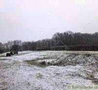 27130m2 samota obklopená lesom - Šalov, okres Levice - Sneh pokrýva trávnatú plochu za chatou v Šalove, na pozadí les.