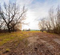 Predaj investičného pozemku - Stupava – extravilán- 13 804 m² - Krajina so stromami v Stupave na komerčných pozemkoch na Stupavskej ulici.
