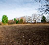 Predaj investičného pozemku - Stupava – extravilán- 13 804 m² - Pozemky - komerčné v Stupave, ulica Stupava. Zasnežené stromy na rozľahlej lúke.