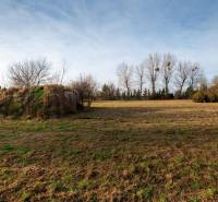 Predaj investičného pozemku - Stupava – extravilán- 13 804 m² - Trávnatý komerčný pozemok na ulici v Stupave so stromami a kríkom na pozadí.