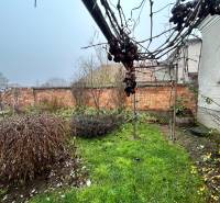 Predaj staršieho RD vo Dvoroch nad Žitavou - Záhrada pri rodinnom dome na Bešeňovskej ulici v Dvoroch nad Žitavou, vinič, trávnik.