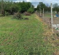 Na Predaj Rodinný dom pozemok 1587 m² v Horných Salibách  - Záhrada s viničom a trávnatou plochou pri rodinnom dome v obci Horné Saliby.