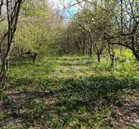 Na Predaj Rodinný dom pozemok 1587 m² v Horných Salibách  - Záhrada s trávou a stromami v blízkosti rodinných domov v Horných Salibách.