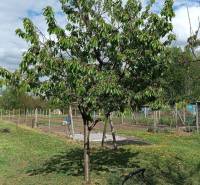 Na Predaj Rodinný dom pozemok 1587 m² v Horných Salibách  - Strom v záhrade rodinného domu v Horných Salibách s kosačkou na trávniku.