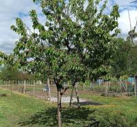 Na predaj RD na bývanie alebo investičná príležitosť Horné Saliby - Ovocinársky strom v záhrade pri rodinnom dome na ulici Salibská v Horných Salibách.
