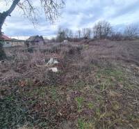 Na predaj pozemok Martovce ! - Pozemky - bývanie v Martovciach so stromami, drevenou chatkou a prevažne neupravenou vegetáciou.